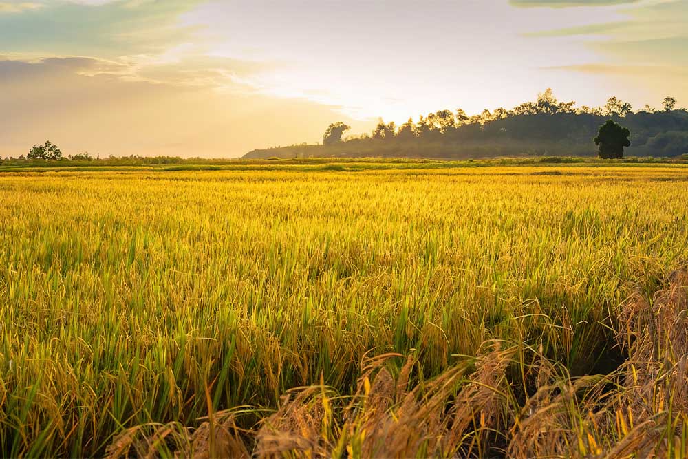 Scenic view of green rice field